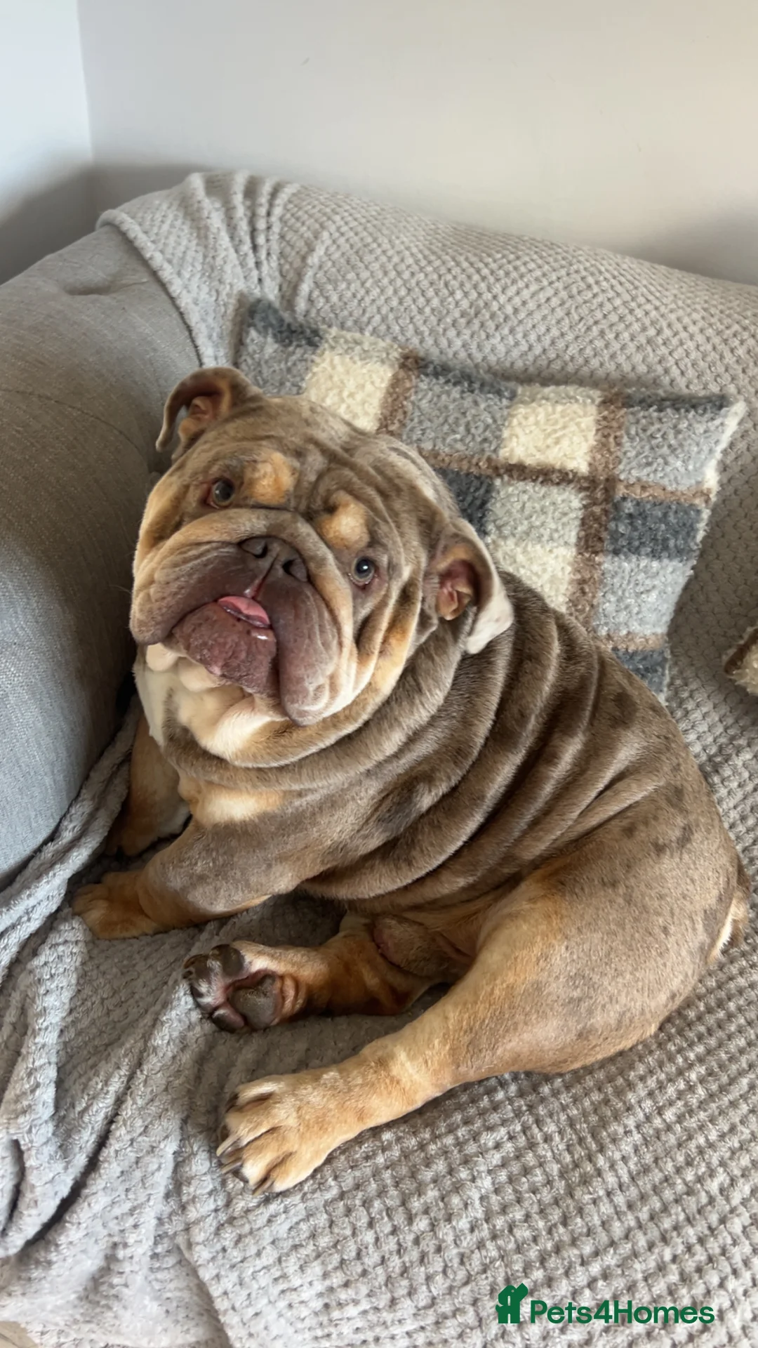 English Bulldog dogs for stud: Teddy bear 🧸 English bulldog stud in Newcastle upon Tyne - Advert 4