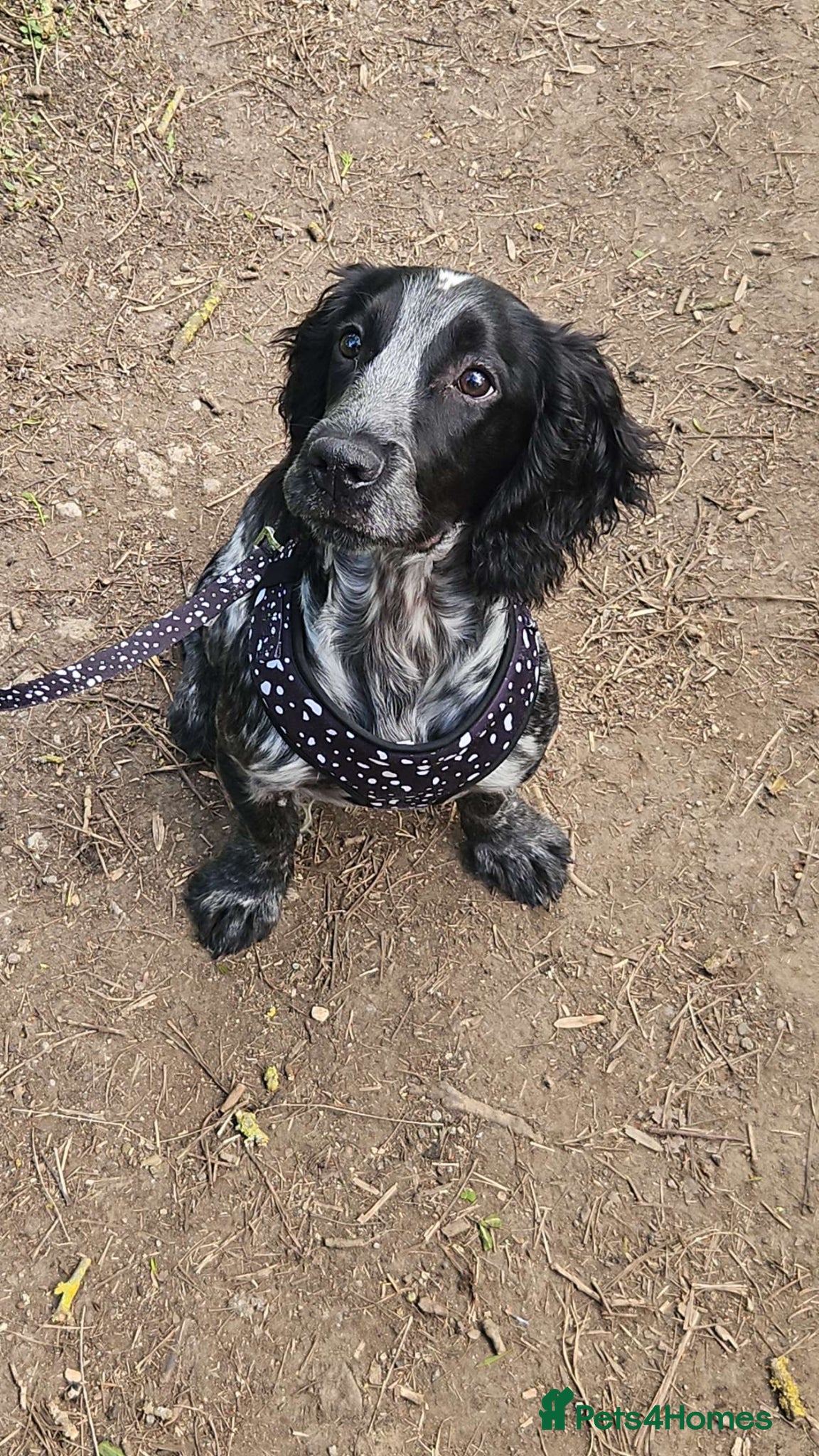 Cocker Spaniel dogs for sale: Cocker spaniel for sale  in Cleethorpes - Advert 2