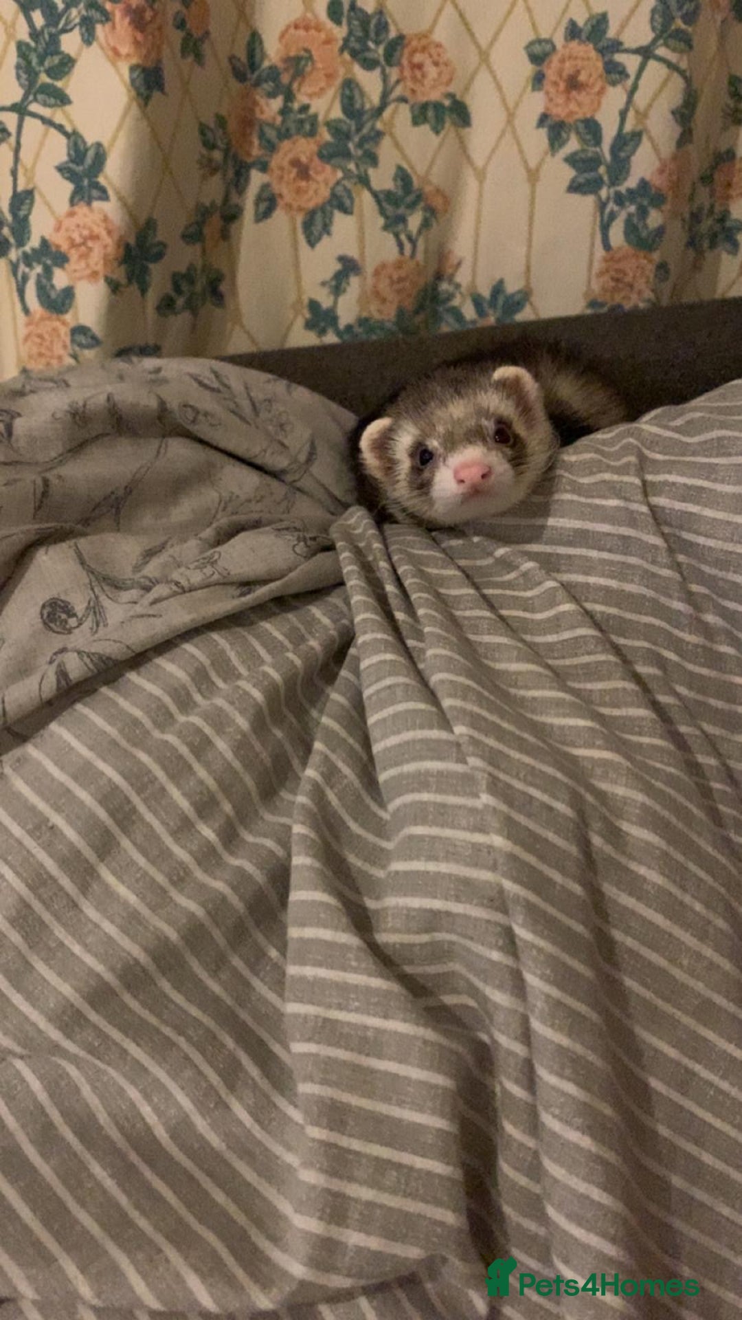 Ferret rodents for sale: Friendly cute ferret looking for a good home  - Advert 1