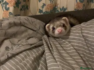 Ferret rodents Friendly cute ferret looking for a good home - Advert 8