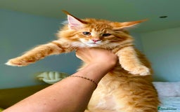 Maine Coon cats for sale: Maine Coon XXXL - Advert 3