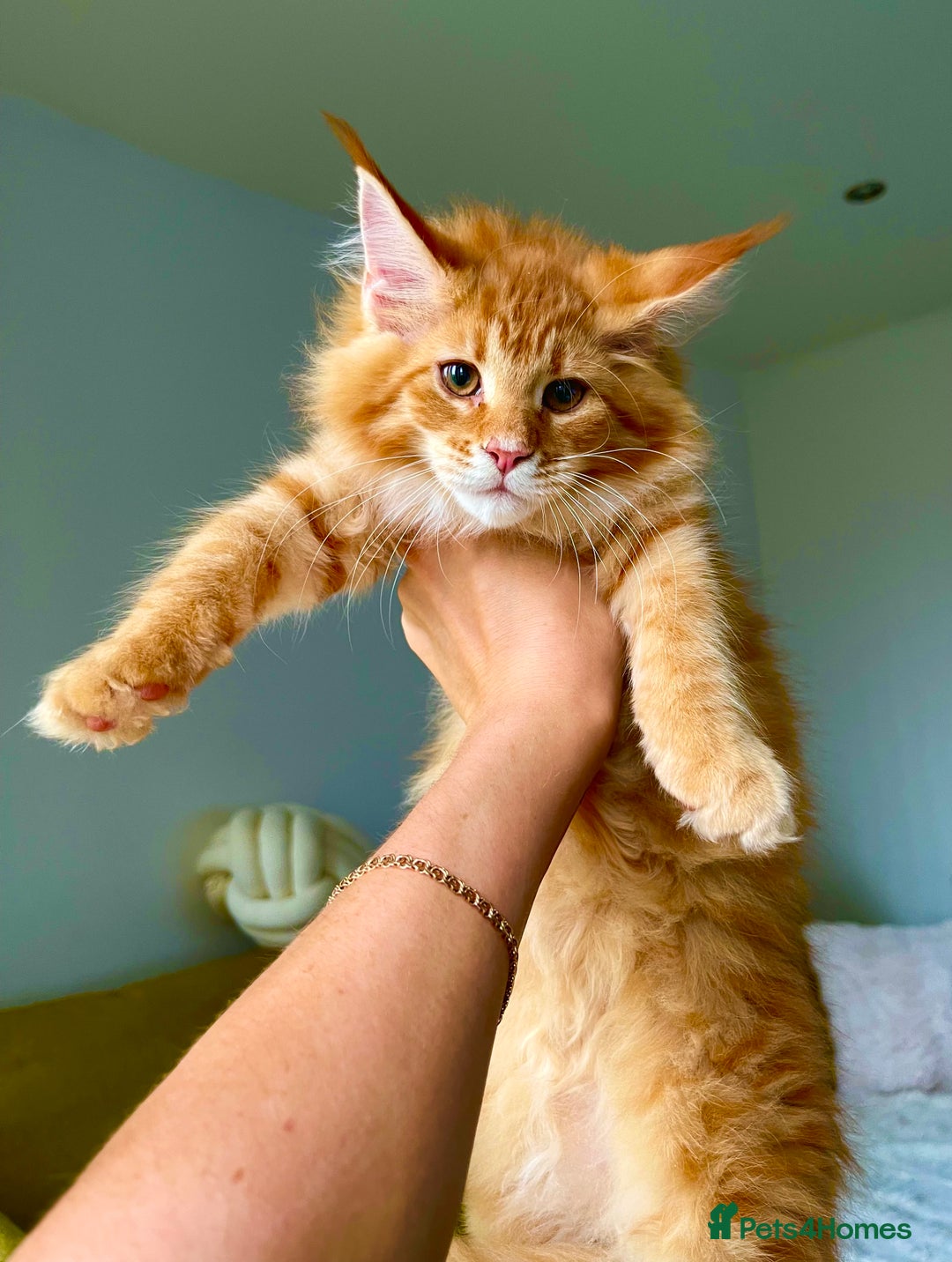 Maine Coon cats for sale: Maine Coon XXXL - Advert 3