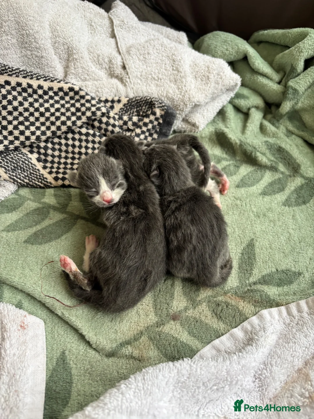 Nebelung cats for sale: Nebelung Kitties! - Advert 10