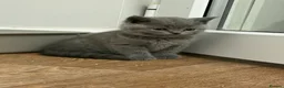 British Shorthair cats for sale: REDUCED GCCF active, 5 gen championship BSH - Advert 18