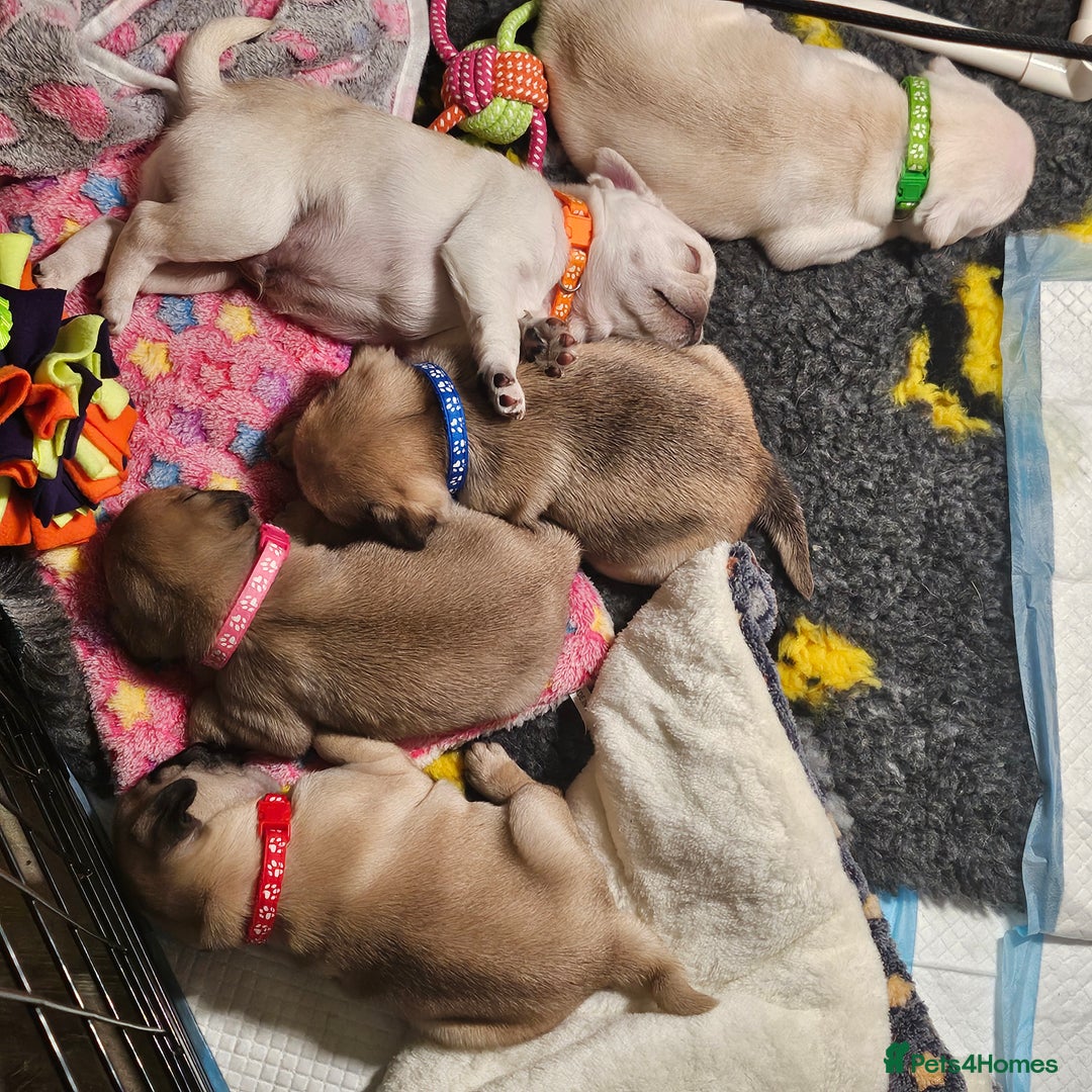 Pug dogs for sale: Pug puppies 2 Boys and 1 girl still available.  - Advert 1