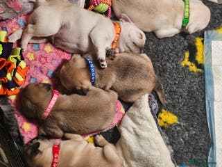 Pug dogs Pug puppies 2 Boys and 1 girl still available. - Advert 1