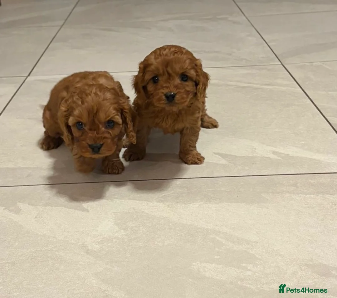 Cavapoo dogs for sale: stunning full ruby F1 Cavapoos for sale - Advert 15