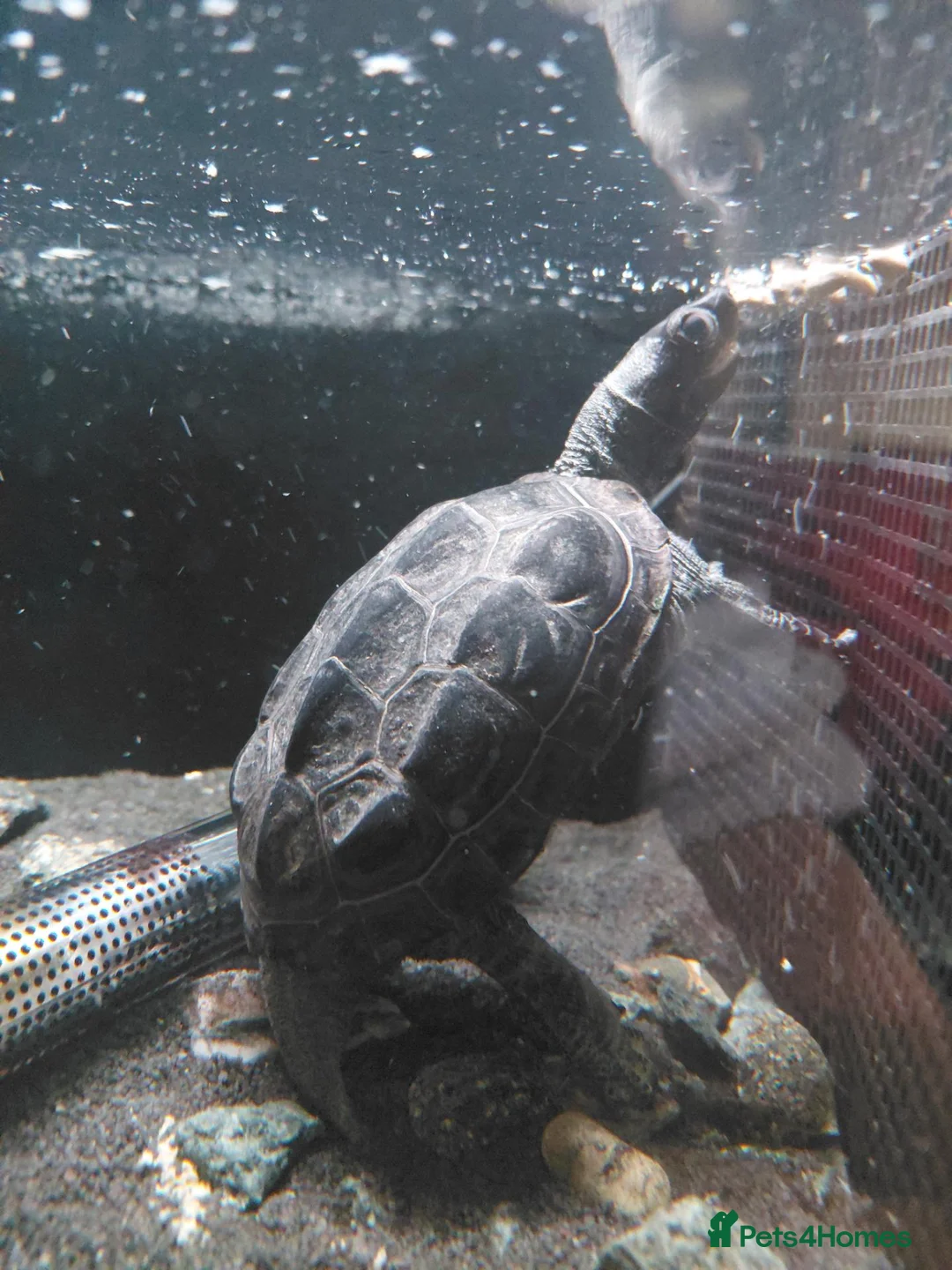 Turtle reptiles for sale: Mature Musk Turtle - Advert 3