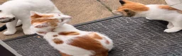 Mixed Breed cats for sale: KITTENS FOR SALE IN THE WEMBLEY AREA in Wembley - Advert 4
