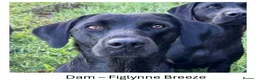 Labrador Retriever dogs for sale: KC Registered, Fully Health Tested  - Advert 5