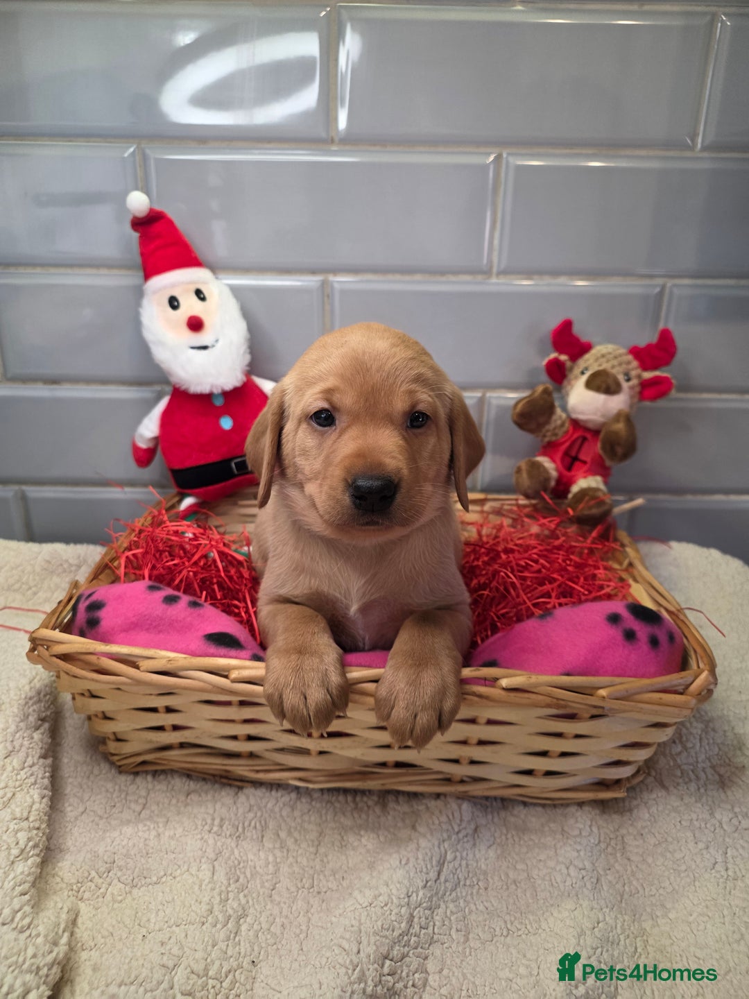 Labrador Retriever dogs for sale: Stunning Fox Red Labrador - Available 9th Jan - Advert 13