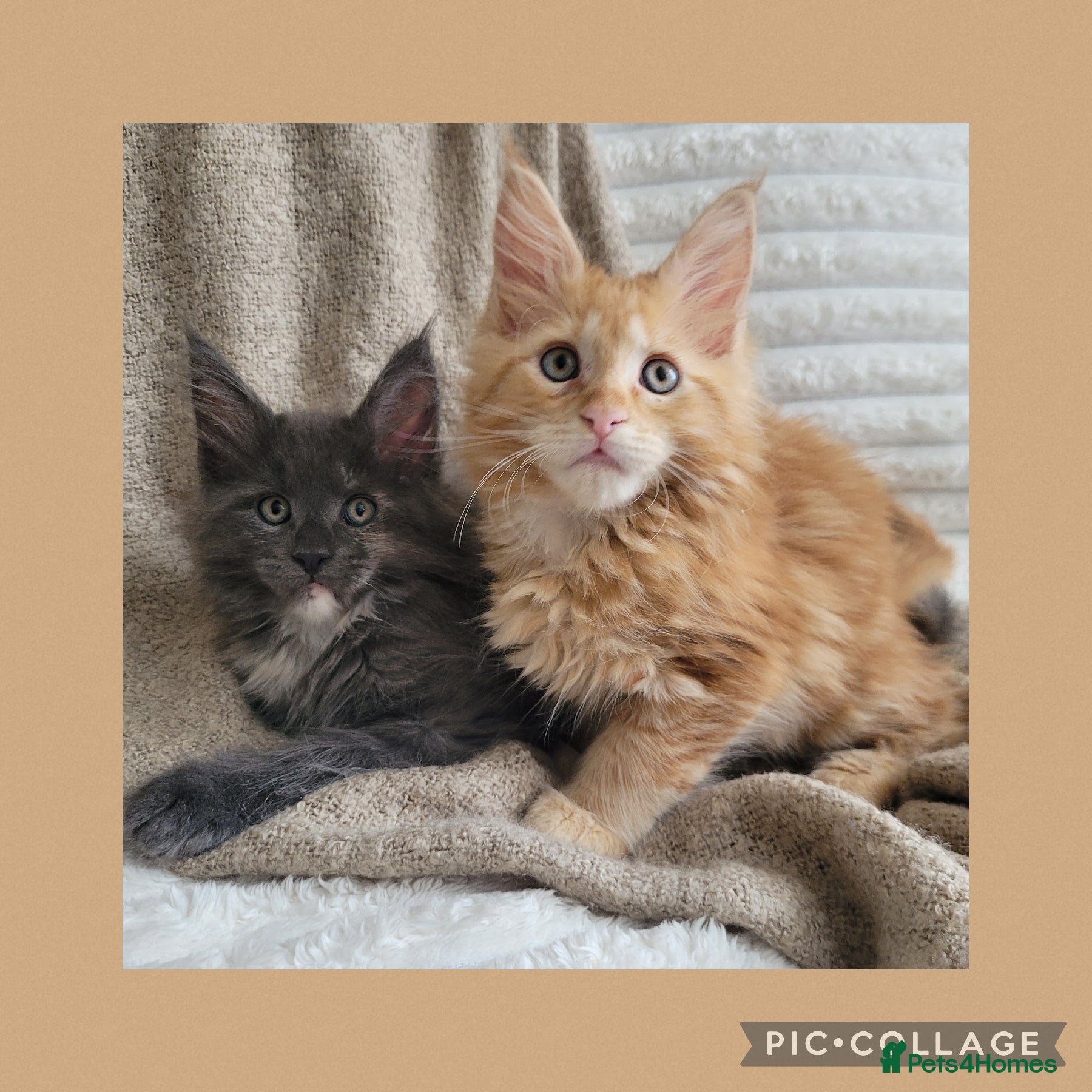 Maine Coon cats 🤍🐈‍⬛GORGEOUS 10WEEK OLD MAINE COON KITTENS🐈‍⬛🤍 - Advert 1