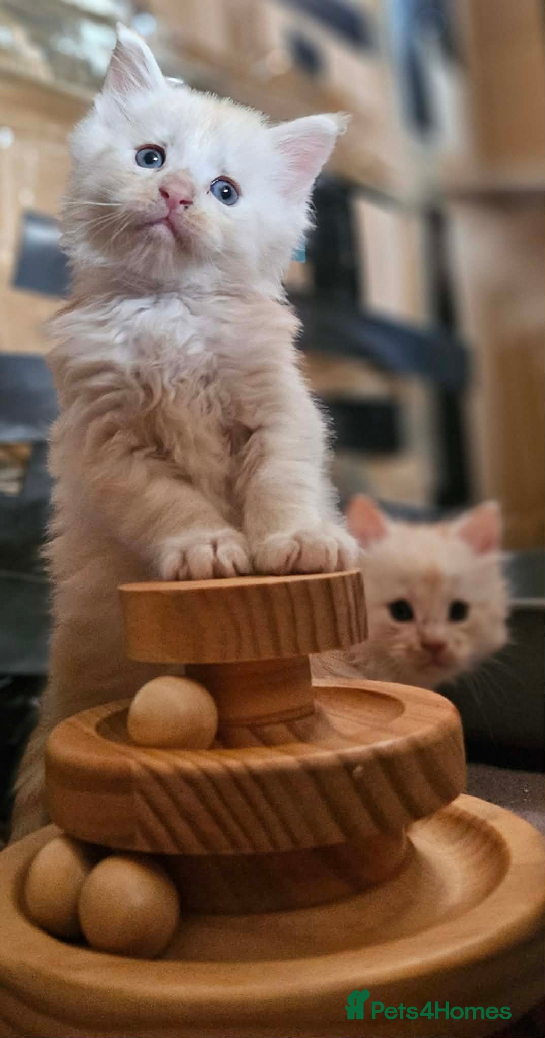 Maine Coon cats XXL Exceptional Pedigree Kittens Russian line - Advert 8