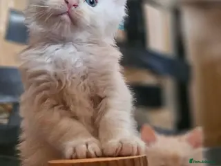 Maine Coon cats XXL Exceptional Pedigree Kittens Russian line - Advert 10