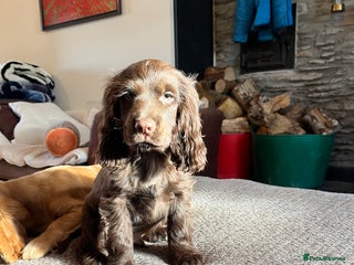 Cocker Spaniel dogs KC HEALTH TESTED SHOW chocolate low co puppies ⭐️ - Advert 6