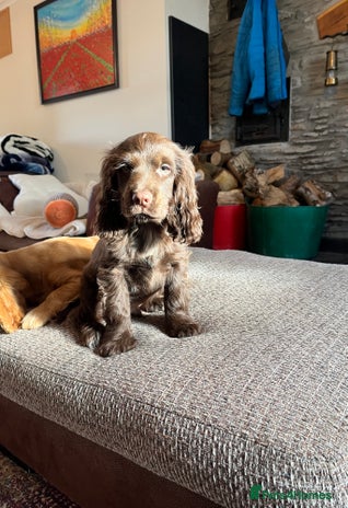 Cocker Spaniel dogs KC HEALTH TESTED SHOW chocolate low co puppies ⭐️ - Advert 5