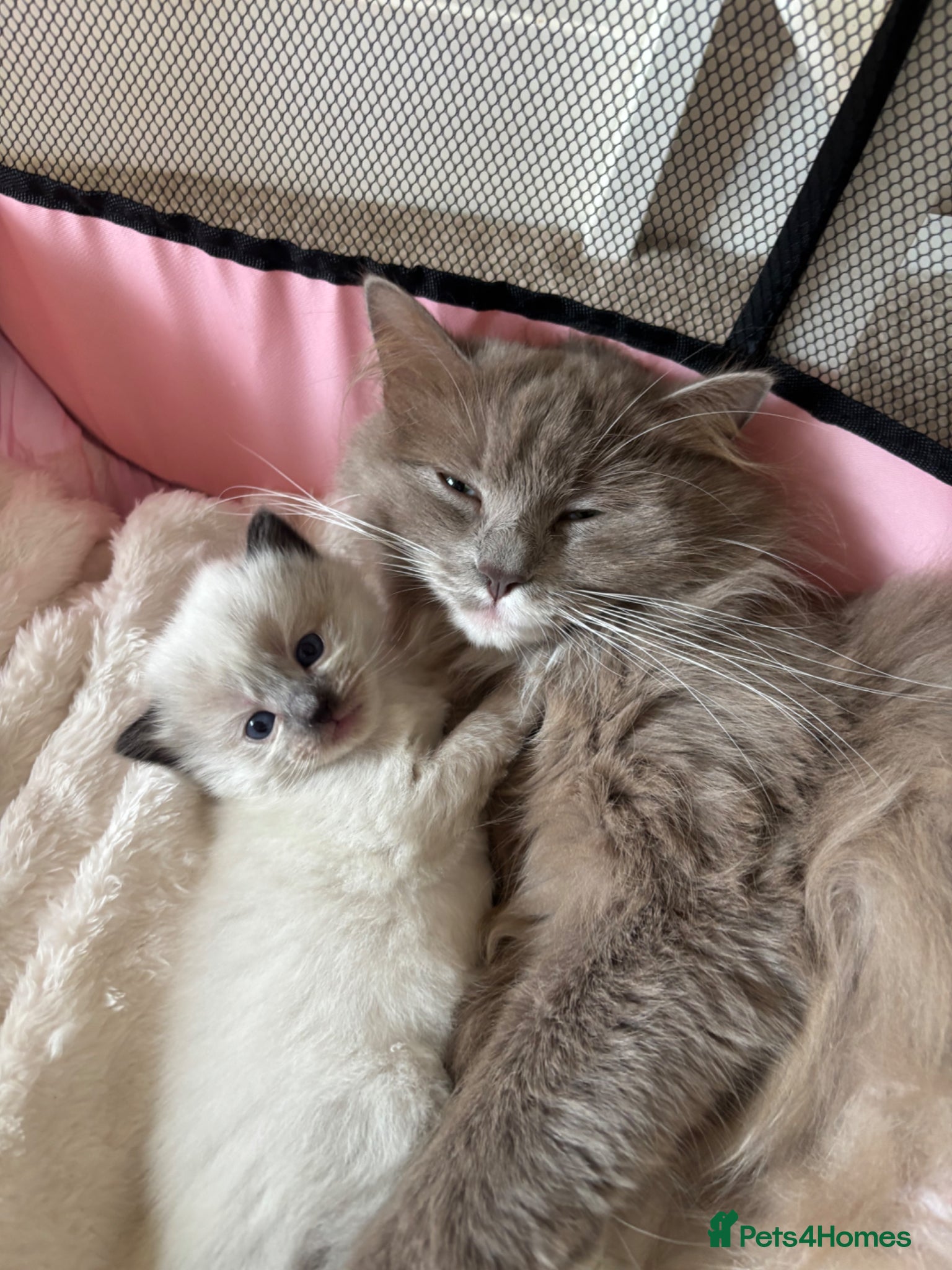 Ragdoll cats 4 beautiful kittens  - Advert 12