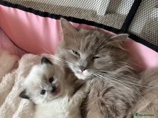 Ragdoll cats 4 beautiful kittens - Advert 12