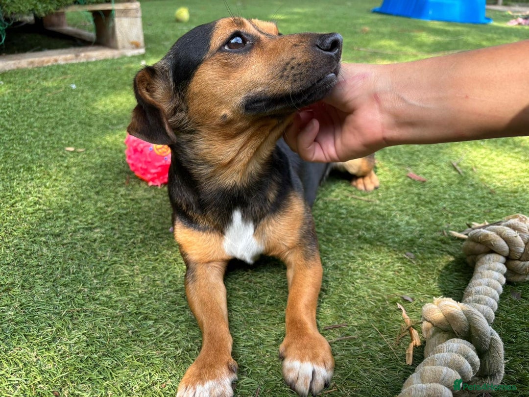Mixed Breed dogs for sale: Meet Frankie 🌭🐾 - Image 3