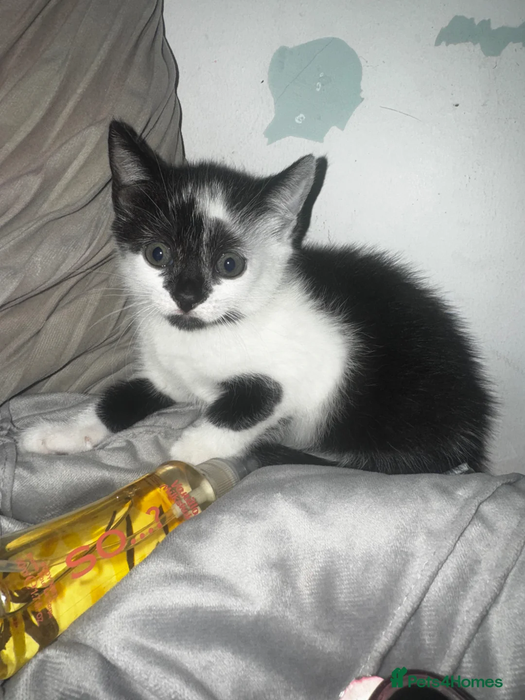 Mixed Breed rabbits for sale: Ready to go kittens  - Advert 2