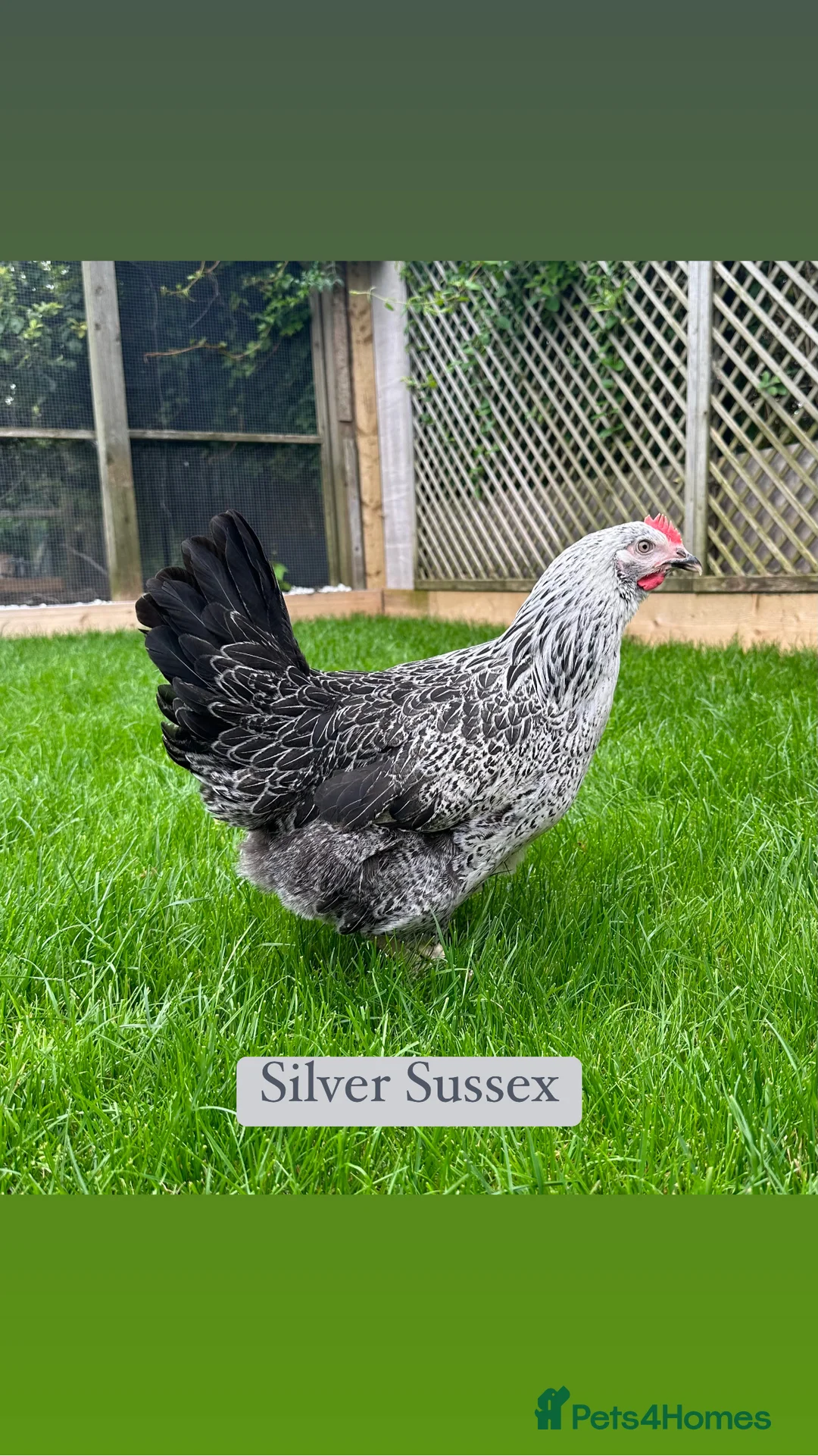 Chickens poultry for sale: Coloured hybrid hens at point of lay - Advert 11