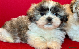 Mixed Breed dogs for sale: Beautiful Coton de Tulear x Shih Tzu puppies - Image 6