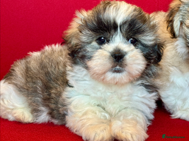 Mixed Breed dogs Beautiful Coton de Tulear x Shih Tzu puppies - Advert 8