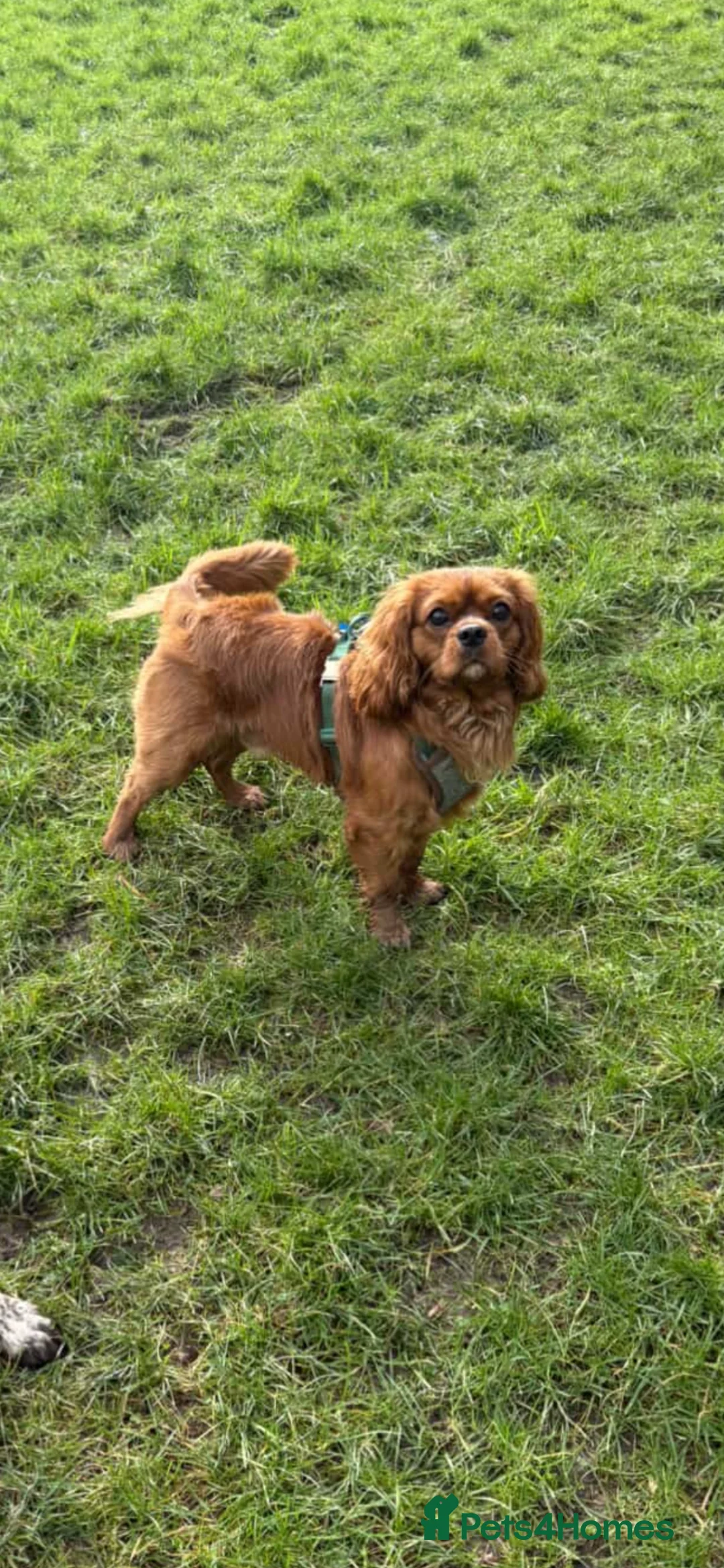 Cavalier King Charles Spaniel dogs for stud: Stud:Ruby 16 month King Charles Cavalier   - Advert 2