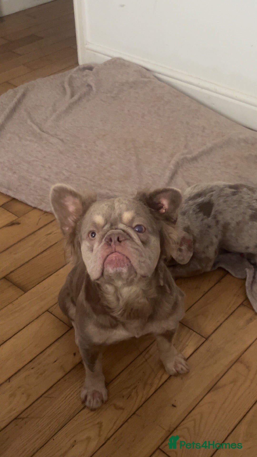 French Bulldog dogs French bulldog  - Advert 11