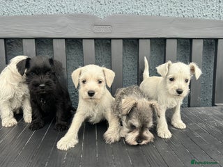 Miniature Schnauzer dogs - Advert 2