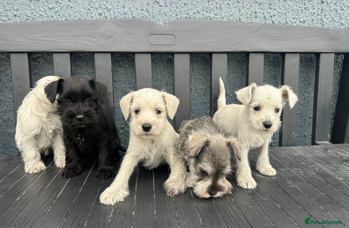 Miniature Schnauzer dogs - Advert 2