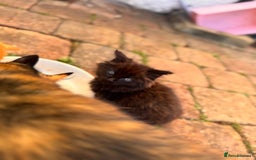 Mixed Breed cats for sale: two boys and a girl - Image 11