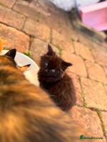 Mixed Breed cats - Advert 15