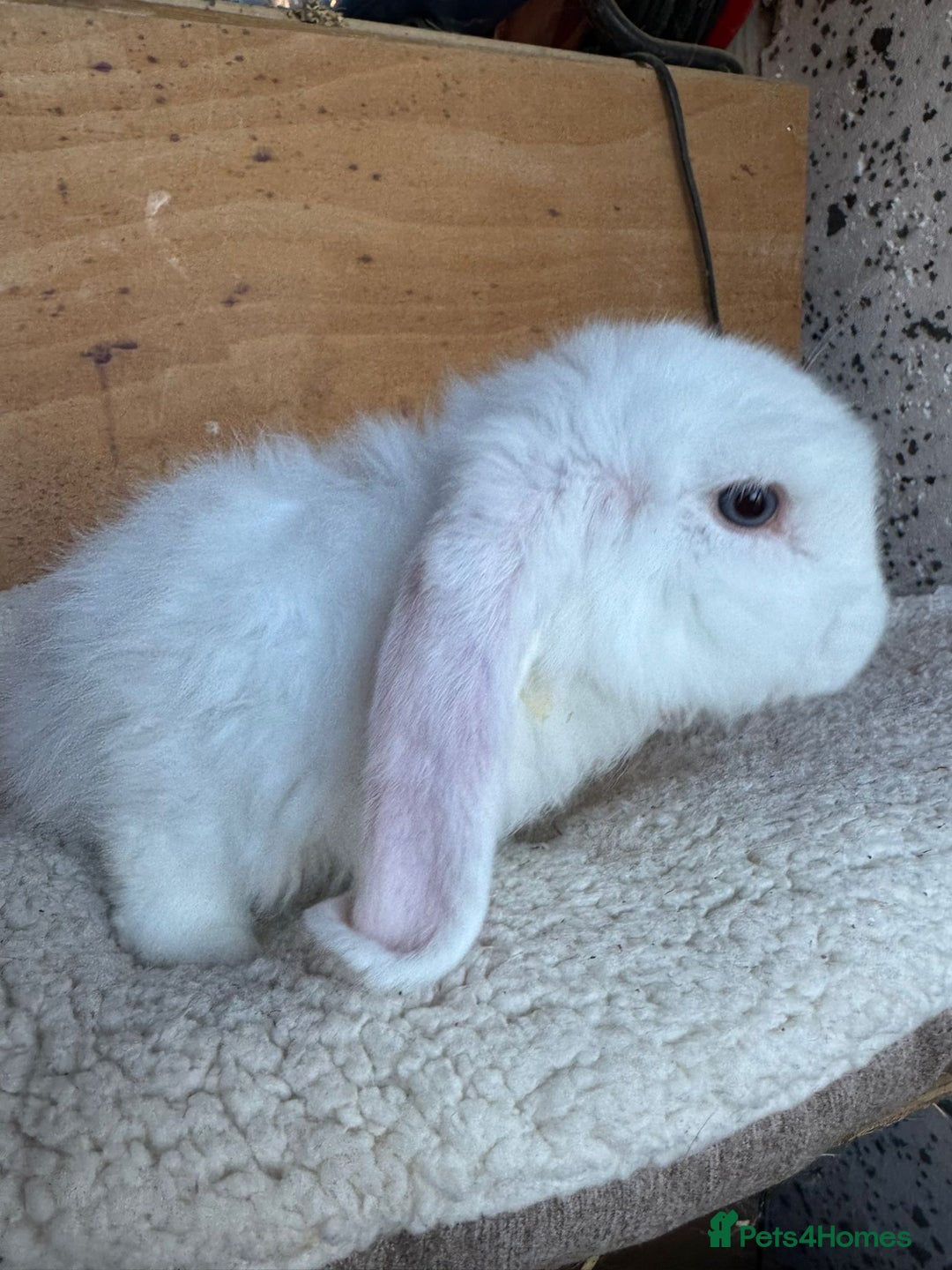 French Lop rabbits for sale: Purebred French Lop baby rabbits for sale  - Advert 20