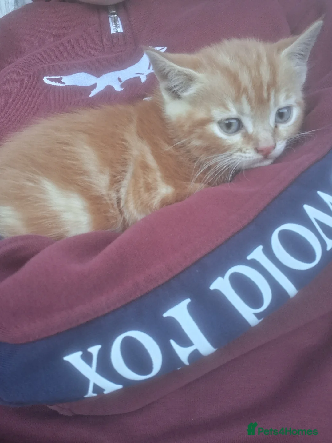 Mixed Breed cats for sale: Beautiful ginger kittens - Advert 1