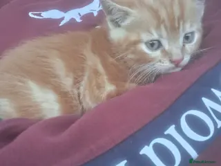 Mixed Breed cats Beautiful ginger kittens - Advert 4