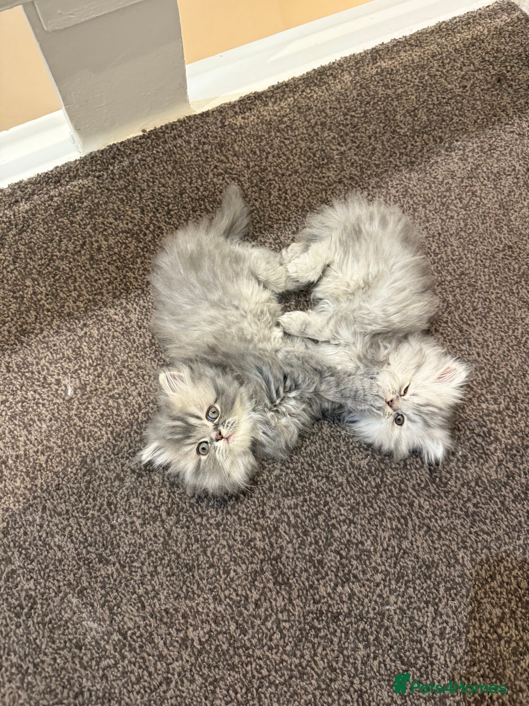 Persian cats for sale: Blue persian kitten  - Advert 11
