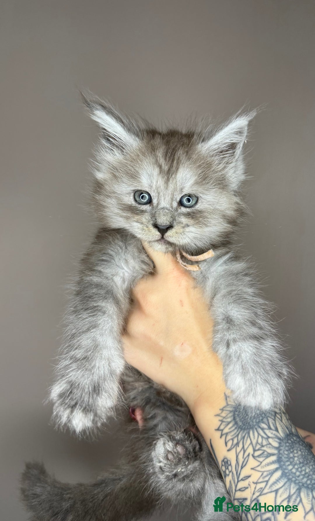 Maine Coon cats for sale: LAST Female Black Smoke Maine Coon kittens - Advert 10