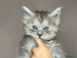 Maine Coon cats LAST Female Black Smoke Maine Coon kittens - Advert 1