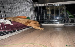 Labrador Retriever dogs for sale: Missy ✨ - Image 5