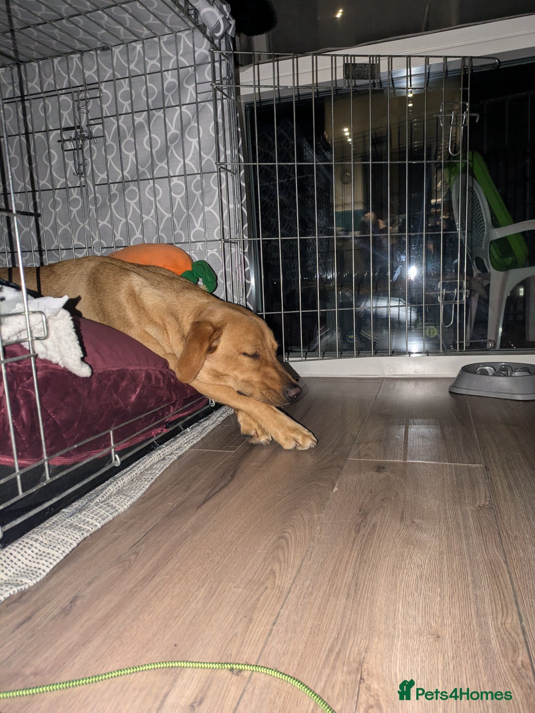 Labrador Retriever dogs for sale: Missy ✨ - Image 5