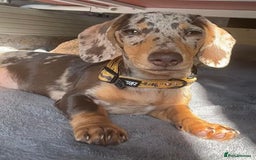 Miniature Dachshund dogs for stud: Miniature Dachshund  - Image 7