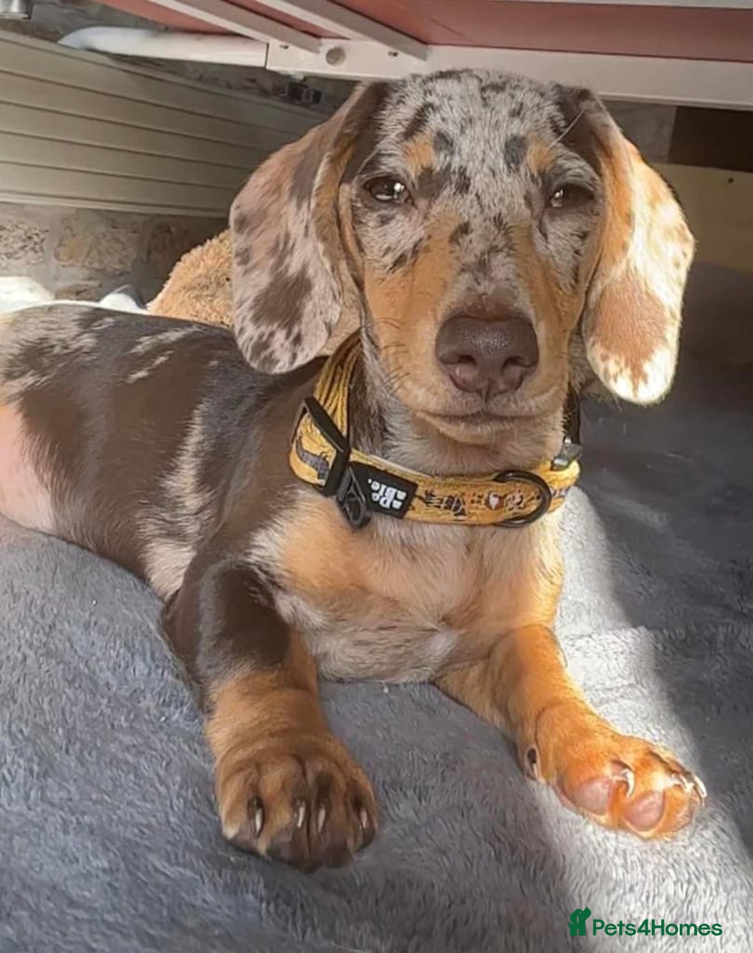 Miniature Dachshund dogs for stud: Miniature Dachshund  - Image 7