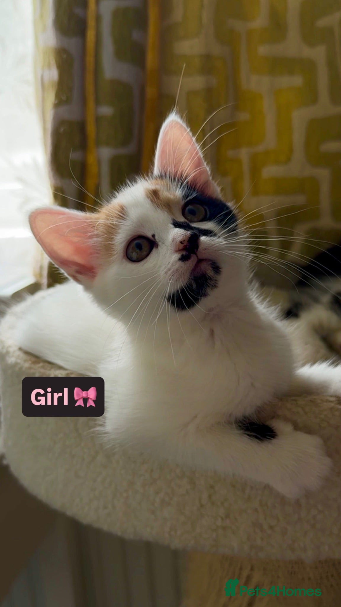 Mixed Breed cats 🐾 2 Beautiful Kittens looking for loving parents  - Advert 12