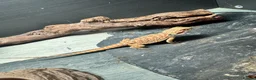 Bearded Dragon reptiles for sale: Baby&adult bearded dragons- possible a full setup  - Advert 1
