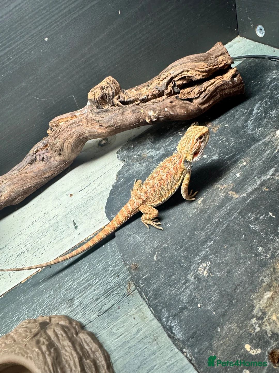 Bearded Dragon reptiles for sale: Baby&adult bearded dragons- possible a full setup  - Advert 1