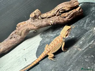 Bearded Dragon reptiles for sale: Baby&adult bearded dragons- possible a full setup - Advert 2