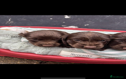 Sprocker dogs for sale: Beautiful Sprocker puppies for sale  - Image 2