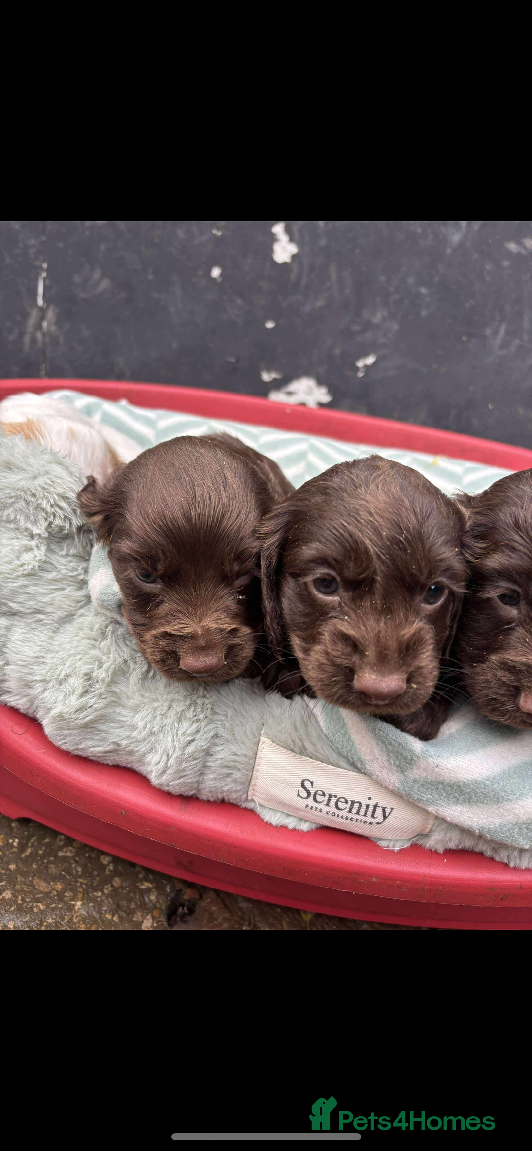 Sprocker dogs for sale: Beautiful Sprocker puppies for sale  - Image 2