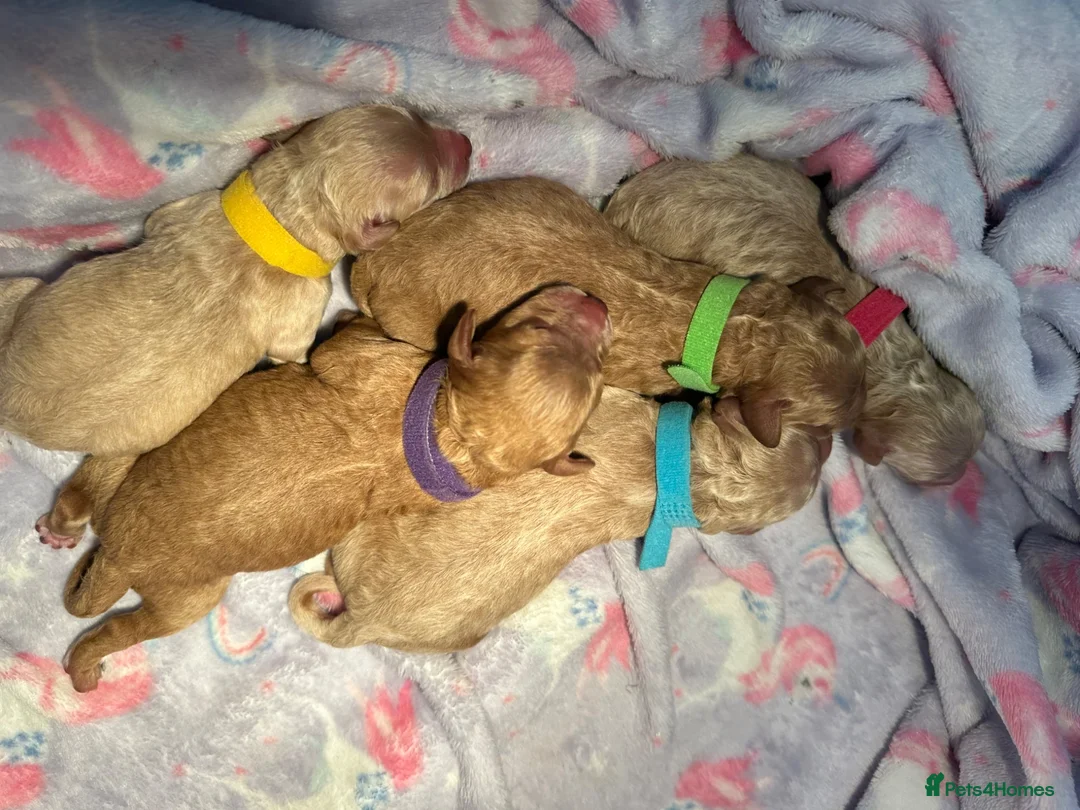Miniature Poodle dogs for stud: 🐾 Miniature Poodle Stud – E. Sussex 🐾 - Advert 16